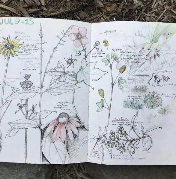 Gedetailleerde botanische doodles